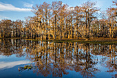 Bald cypress trees draped with Spanish moss reflected in a lake in the Atchafalaya Basin in Louisiana.