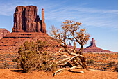 A Utah juniper tree in front of the West Mitten in the Monument Valley Navajo Tribal Park in Arizona.