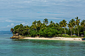 Palmen auf Cayo Levantado, einer Ferieninsel in der Bucht von Samana in der Dominikanischen Republik