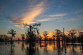 Farbenfroher Himmel bei Sonnenaufgang über Sumpfzypressen in einem See im Atchafalaya-Becken in Louisiana