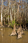 Zypressenknie und Sumpfzypressen im Dauterive-See im Atchafalaya-Becken oder -Sumpf in Louisiana