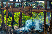 Roasting whole pigs outside on wooden spits over an open wood fire by a roadside in Haina, Dominican Republic.