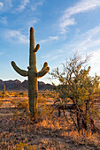 A saguaro cactus in front of the Plomosa Mountains in the Sonoran Desert near Quartzsite, Arizona.