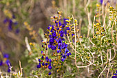 Mojave Indigo Bush, Psorothamnus arborescens, in bloom in spring in the Mojave Desert in Death Valley National Park, California.