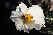 A bee on a Crested Prickly Poppy, Argemone polyanthemos, in bloom in spring in Big Bend National Park in Texas.