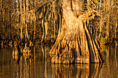 Ein alter Sumpfzypressenstamm mit Zypressenknien im Dauterive-See im Atchafalaya-Becken oder Sumpf in Louisiana