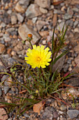 Desert Dandelion, Malacothrix glabrata, in bloom in spring in the Mojave Desert in Death Valley National Park, California.