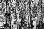 Spanisches Moos auf Sumpfzypressen in einem See im Atchafalaya-Becken in Louisiana