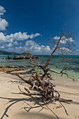 Ein abgestorbener Baum am Strand von Rincon mit einer Kalksteininsel und einem Seetraubenbaum dahinter. Dominikanische Republik