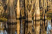 Bald cypress tree trunks reflected in a lake in the Atchafalaya Basin in Louisiana.