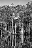 Bald cypress trees draped with Spanish moss reflected in a lake in the Atchafalaya Basin in Louisiana.