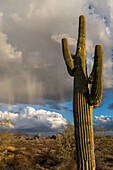 Virga over a saguaro cactus & the Plomosa Mountains near sunset in the Sonoran Desert near Quartzsite, Arizona.