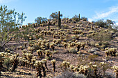 Teddy Bear Cholla, Cylindropuntia bigelovii, bedeckt einen Hang in der Sonoran-Wüste bei Quartzsite, Arizona