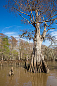 Old-growth bald cypress trees in Lake Dauterive in the Atchafalaya Basin or Swamp in Louisiana.