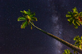 The Milky Way and palm trees at night, Dominican Republic.. The palms are lit with artificial lights.