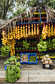 Bunter Obststand am Straßenrand mit einer Vielzahl tropischer Früchte am Rande von Navarrete, Dominikanische Republik