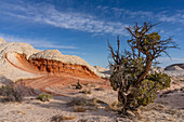 An ancient Utah Juniper Tree, Juniperus osteosperma, in the White Pocket Recreation Area, Vermilion Cliffs National Monument, Arizona.