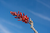 Ocotillo, Fouquieria splendens, flower buds in the Sonoran Desert near Quartzsite, Arizona.