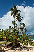 Coconut palms & a seagrape tree on Rincon Beach on the north coast of the Samana Peninsula in the Dominican Republic.