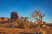 An ancient Utah juniper tree in front of the West Mitten in the Monument Valley Navajo Tribal Park in Arizona.