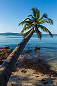 Eine gebogene Kokospalme über dem Strand von Bahia de Las Galeras auf der Halbinsel Samana, Dominikanische Republik