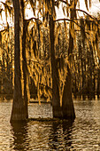 Das Licht des Sonnenaufgangs zeichnet die Silhouetten der mit spanischem Moos bedeckten Sumpfzypressen in einem See im Atchafalaya-Becken in Louisiana.