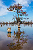 A bald cypress tree and remnant stump reflected in a lake in the Henderson Swamp in the Atchafalaya Basin in Louisiana.
