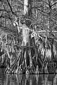 Old-growth bald cypress trees in Lake Dauterive draped with Spanish moss in the Atchafalaya Basin or Swamp in Louisiana.