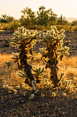 Teddy Bear Cholla, Cylindropuntia bigelovii, in the Sonoran Desert near Quartzsite, Arizona.