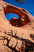 Dead juniper tree with its shadow in front of Spiderweb Arch with a Navajo guide in the Monument Valley Navajo Tribal Park in Arizona.