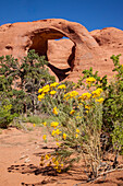 Broom snakeweed in front of Spiderweb Arch in the Monument Valley Navajo Tribal Park in Arizona.