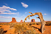 A dead tree frames Merrick Butte in the Monument Valley Navajo Tribal Park in Arizona.
