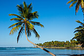 Eine gebogene Kokospalme über dem Strand von Bahia de Las Galeras auf der Halbinsel Samana, Dominikanische Republik