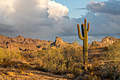 A saguaro cactus with the Plomosa Mountains at sunset in the Sonoran Desert near Quartzsite, Arizona.