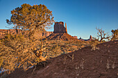 Utah juniper trees in front of the West Mitten in the Monument Valley Navajo Tribal Park in Arizona.
