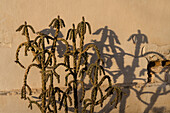 Eine Buckhorn Cholla, Cylindropuntia acanthocarpa, mit ihrem Schatten an der Wand der Mission San Xavier del Bac, Tucson, Arizona