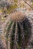 Ein junger Saguaro-Kaktus, Carnegiea gigantea, in der Sonoran-Wüste bei Quartzsite, Arizona