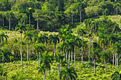 Coconut palms growing on a hillside near Sosua in the Dominican Republic.