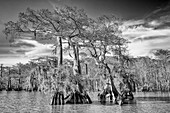 Old-growth bald cypress trees in Lake Dauterive in the Atchafalaya Basin or Swamp in Louisiana.