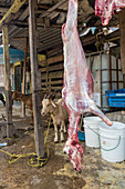 Goats awaiting being butchered and strung up for sale on a roadside in the Dominican Republic. Butchered carcasses can be seen hanging up. Goat, or chivo, is a very popular dish there.