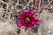 A Strawberry Cactus, Echinocereus stramineus, in bloom in the Chisos Mountains of BIg Bend National Park, Texas.