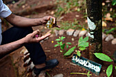 Ein Arzt zeigt Sandelholzöl im Gewürzgarten, Sri Lanka
