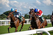 Race horse's in Ripon Races England 2023