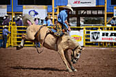 Rodeo-Wettbewerb während der Navajo Nation Fair, einer weltbekannten Veranstaltung, die die Landwirtschaft, die Kunst und das Kunsthandwerk der Navajo vorstellt und durch kulturelle Unterhaltung das Erbe der Navajo fördert und bewahrt. Window Rock, Arizona