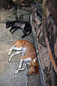 Street dogs sleep in The Ancient City Polonnaruwa, Sri Lanka