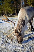 In the Reindeer farm of Tuula Airamo, a S?mi descendant, by Muttus Lake. Inari, Lapland, Finland