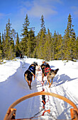 Wilderness husky sledding taiga tour with Bearhillhusky in Rovaniemi, Lapland, Finland