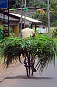 Älterer Mann trägt Pflanzenblätter auf dem Fahrrad, Matale, Sri Lanka