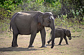 Sri Lankischer Elefant (Elephas maximus maximus) im Udawalawe-Nationalpark, an der Grenze zwischen den Provinzen Sabaragamuwa und Uva, in Sri Lanka