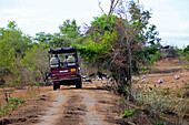 Safari-Jeep und bemalte Störche (Mycteria leucocephala) im Udawalawe-Nationalpark an der Grenze zwischen den Provinzen Sabaragamuwa und Uva in Sri Lanka